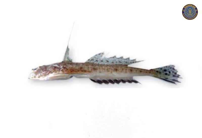 Callionymus meridionalis