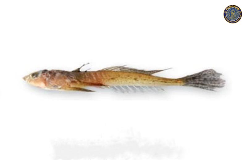 Callionymus sagitta