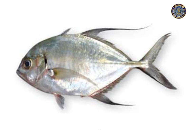 Carangoides armatus