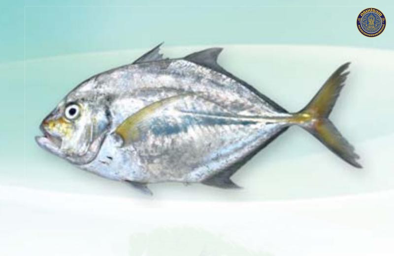 Carangoides coeruleopinnatus