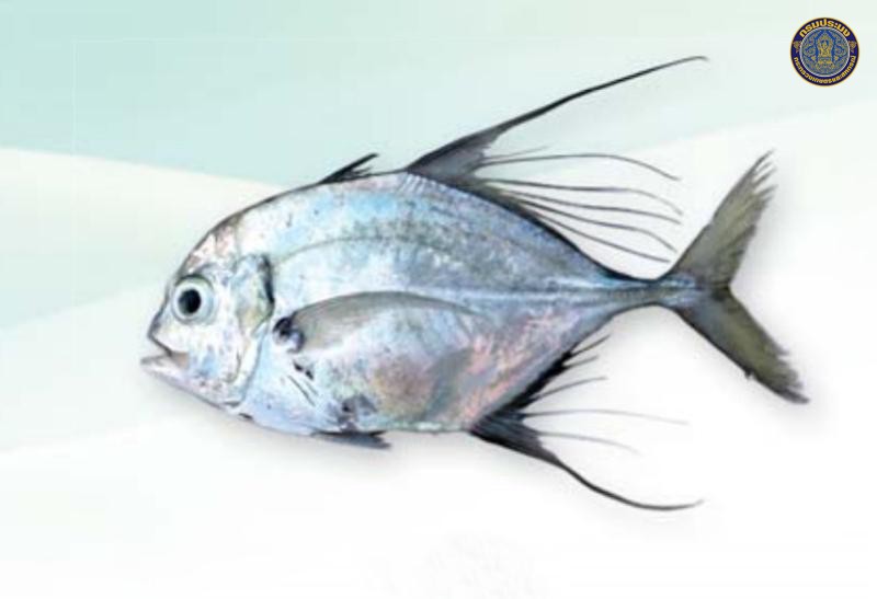 Carangoides hedlandensis