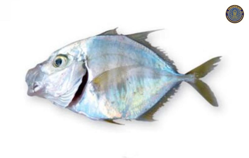 Carangoides malabaricus