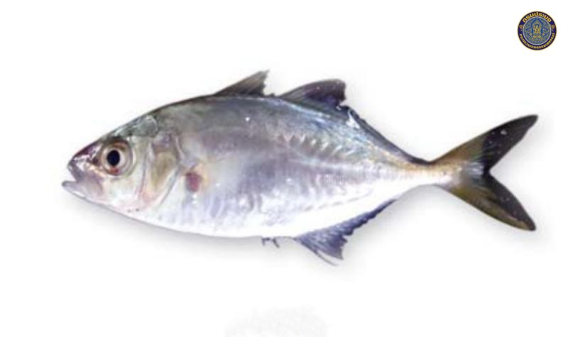 Carangoides praeustus