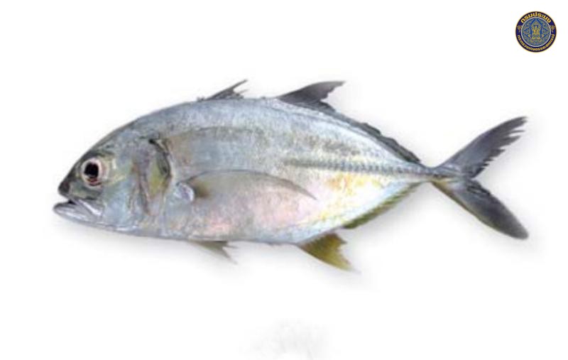 Caranx sexfasciatus