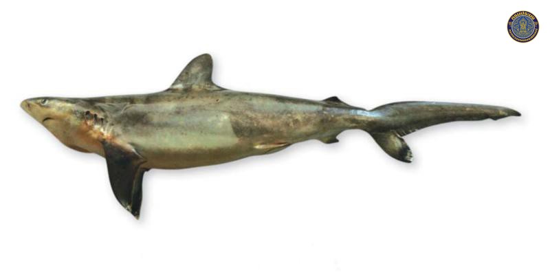 Carcharhinus sorrah