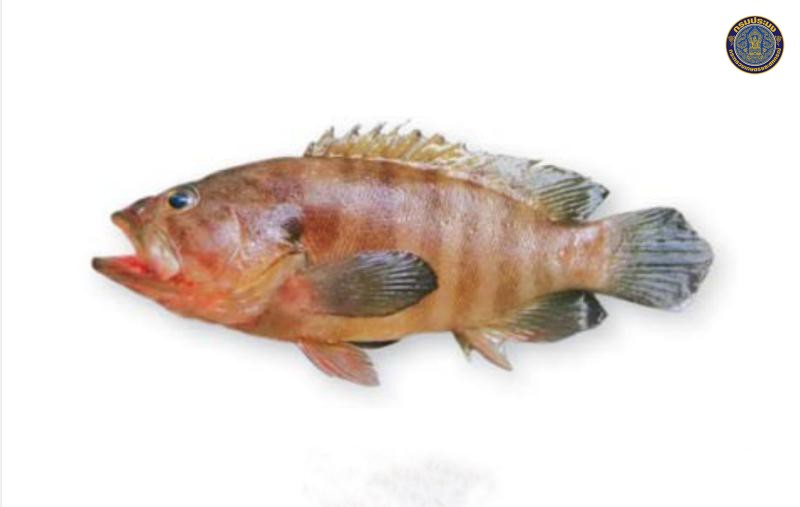 Cephalopholis boenak