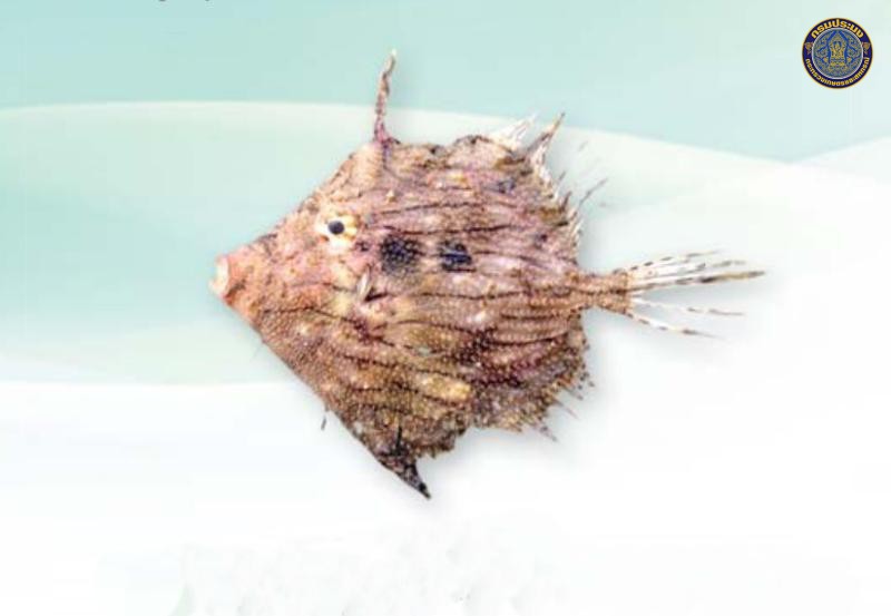 Chaetodermis penicilligerus