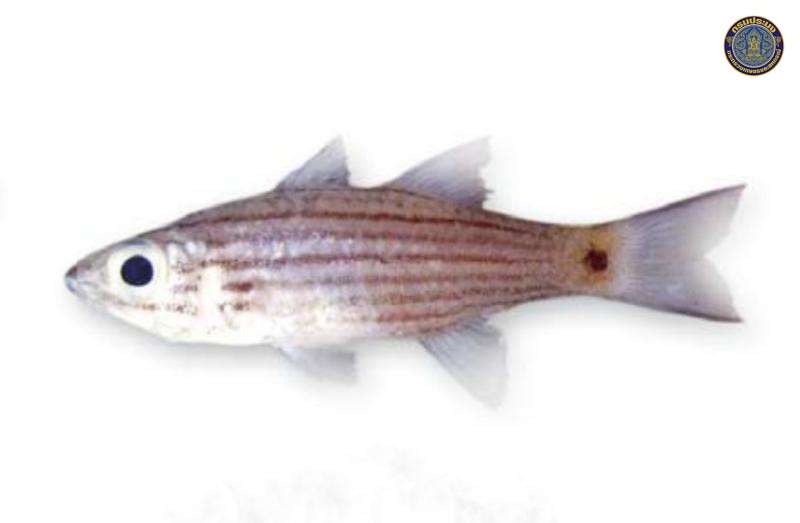 Cheilodipterus artus