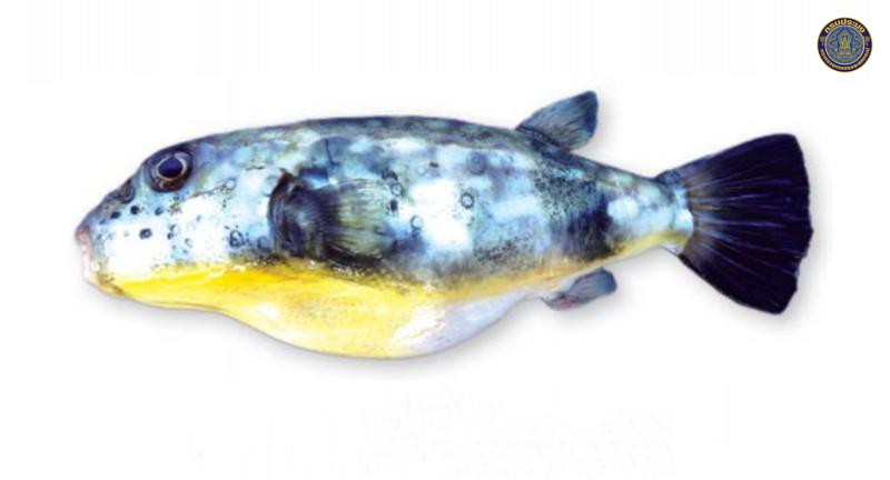 Chelonodon patoca