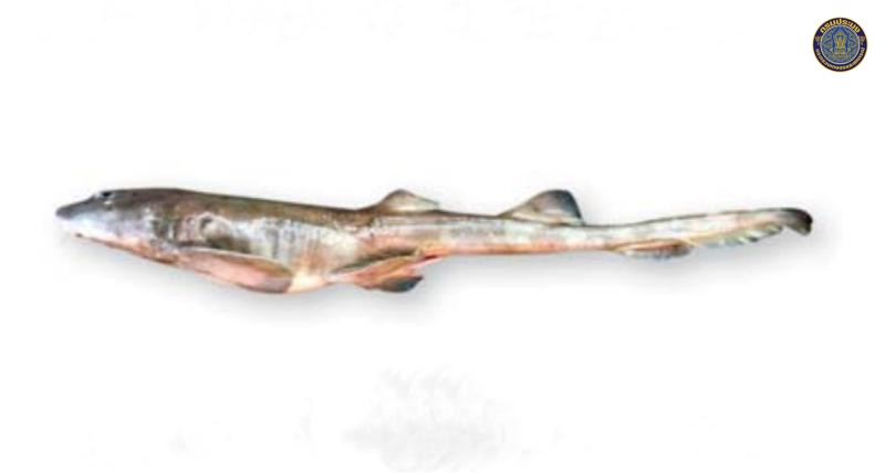 Chiloscyllium hasseltii