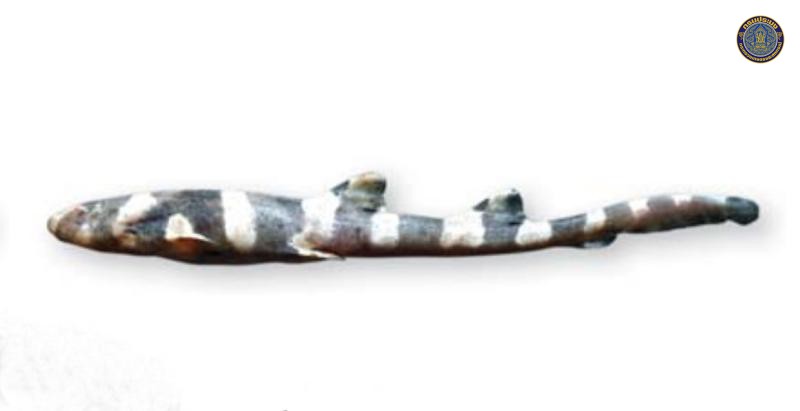 Chiloscyllium punctatum