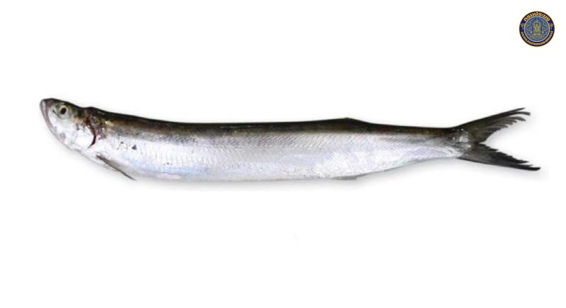 Chirocentrus nudus