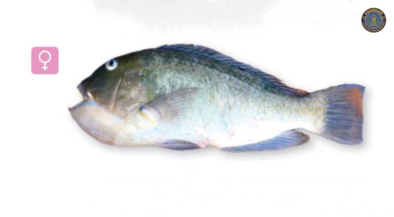 Choerodon schoenleinii