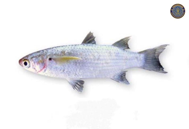 Crenimugil buchanani