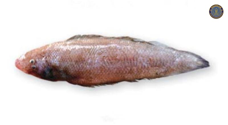 Cynoglossus arel