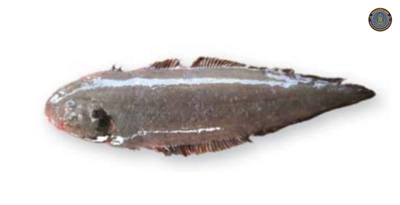 Cynoglossus bilineatus