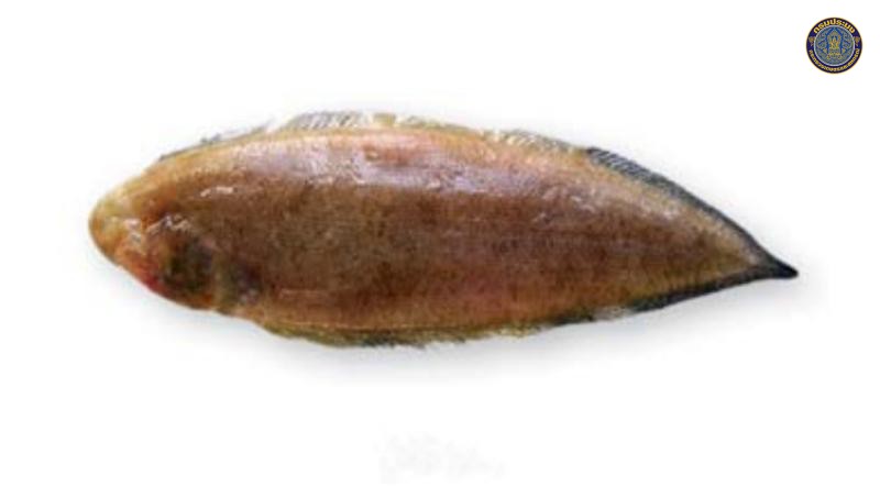 Cynoglossus cynoglossus