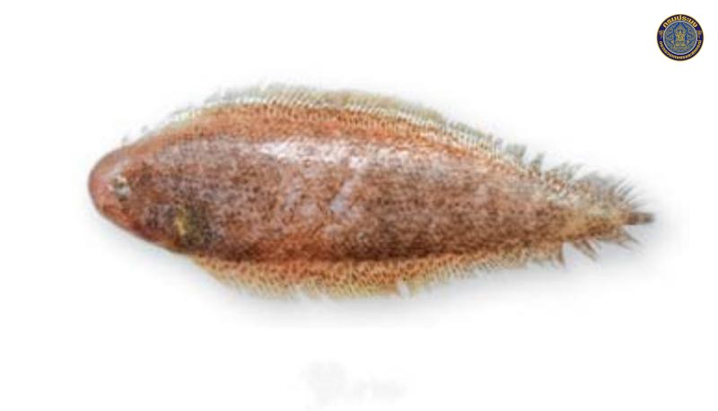 Cynoglossus kopsii
