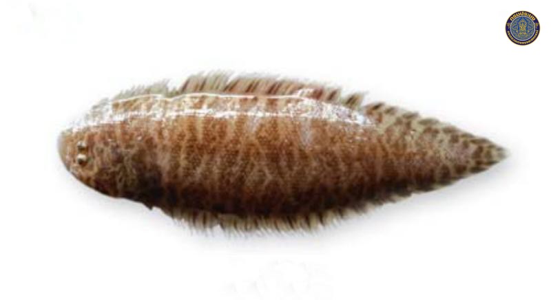 Cynoglossus puncticep