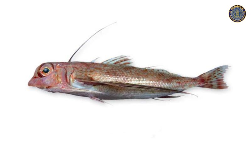 Dactyloptena orientalis