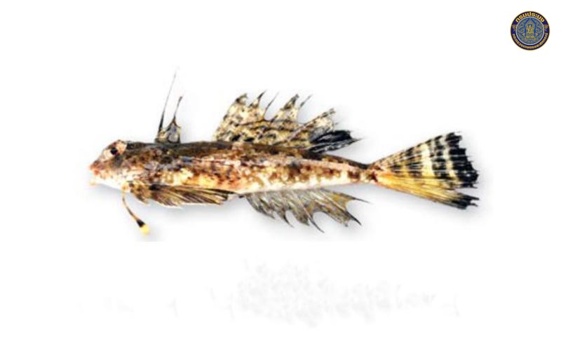 Dactylopus dactylopus