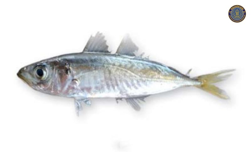 Decapterus russelli