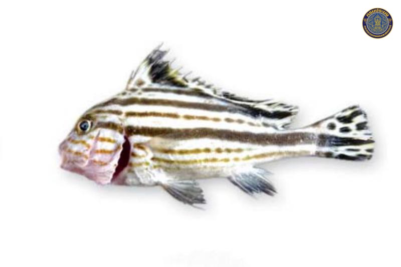 Diagramma pictum
