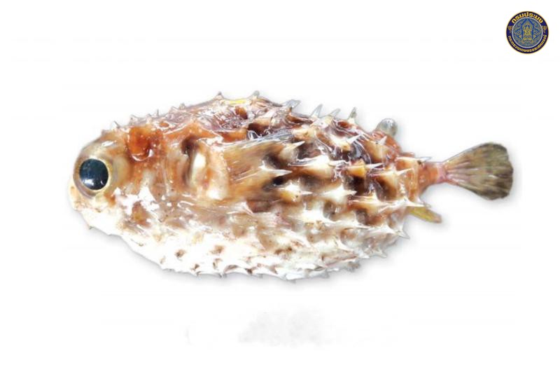 Diodon liturosus