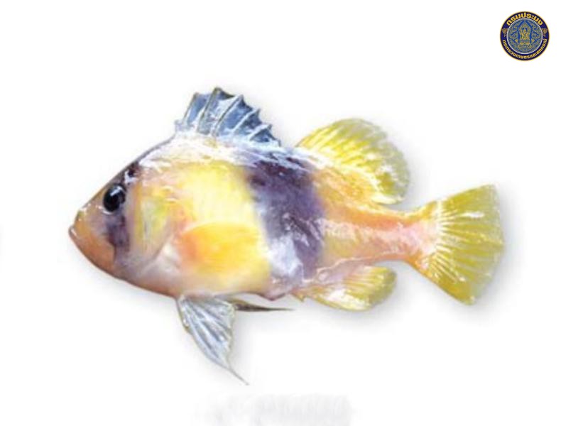 Diploprion bifasciatum
