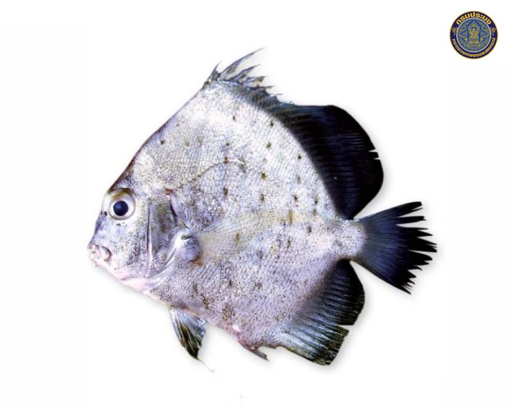 Drepane punctata