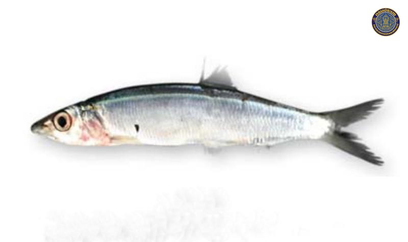 Dussumieria acuta