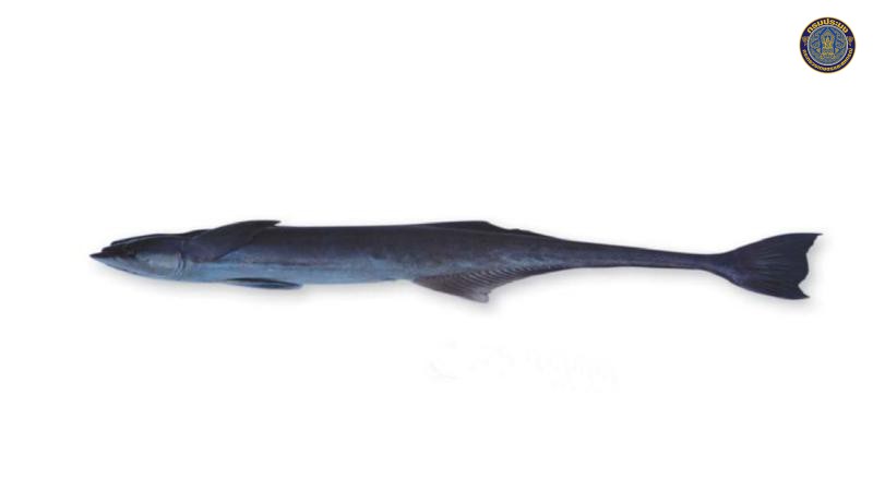 Echeneis naucrates