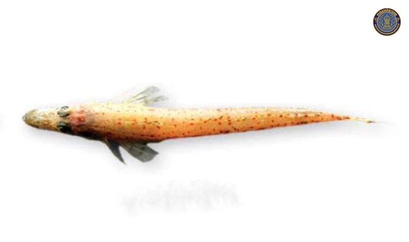 Elates ransonnettii