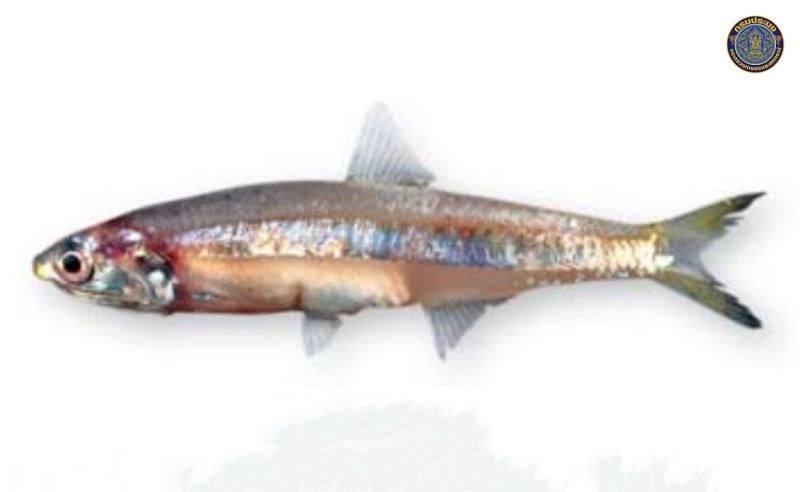 Encrasicholina heteroloba