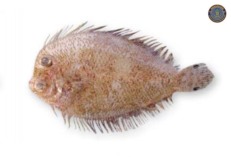 Engyprosopon grandisquama