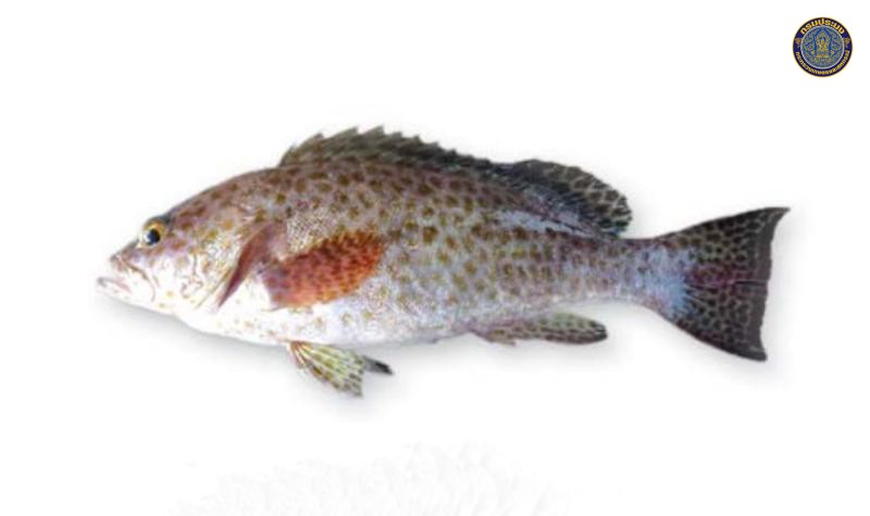 Epinephelus areolatus