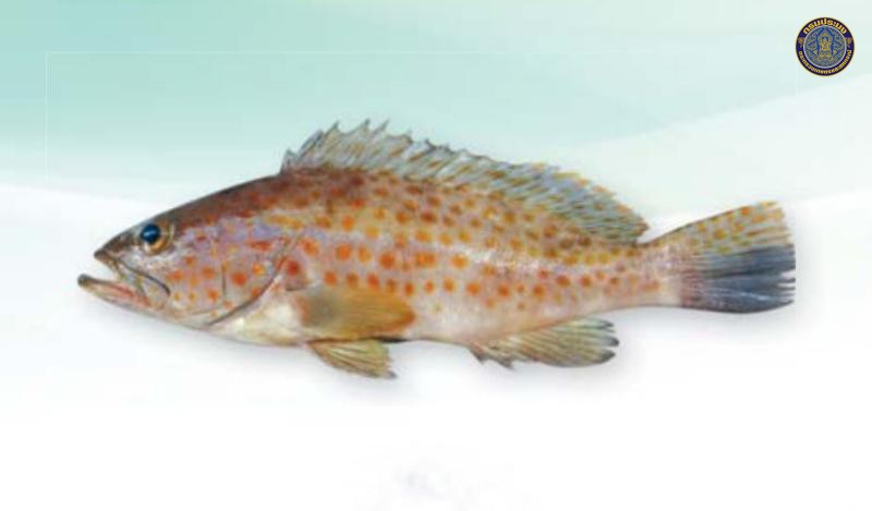 Epinephelus bleekeri