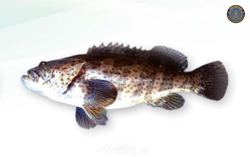 Epinephelus coioides
