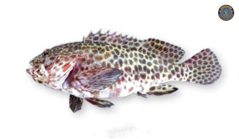 Epinephelus quoyanus