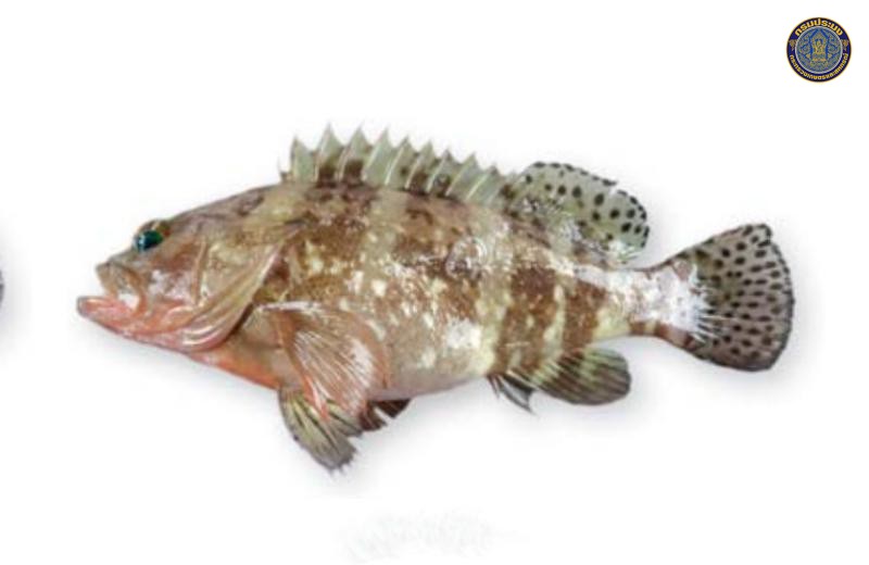 Epinephelus sexfasciatus