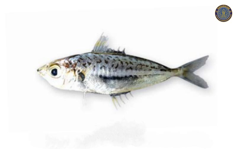 Equulites elongatus