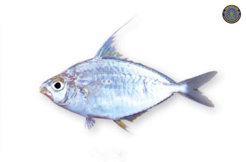 Equulites leuciscus