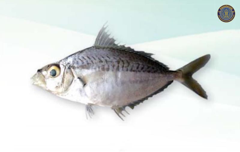 Equulites lineolatus