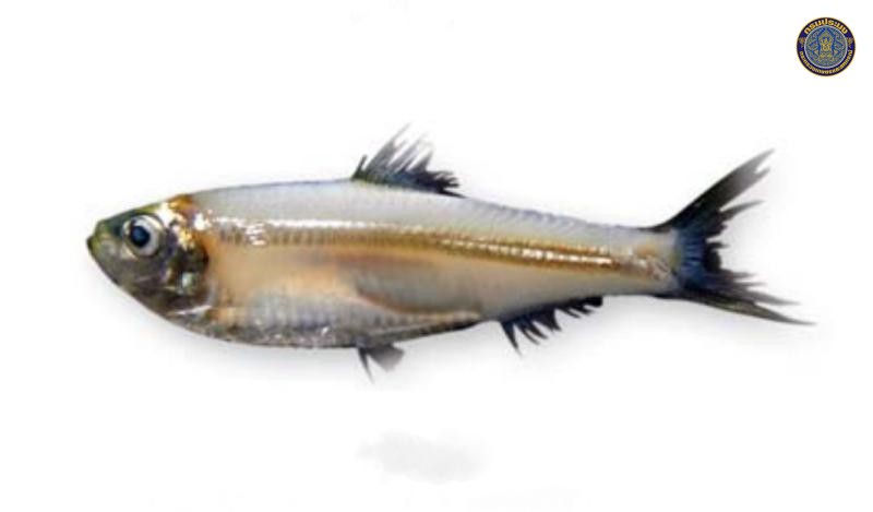 Escualosa thoracata