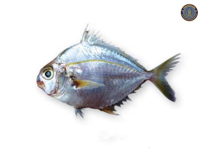 Eubleekeria splendens