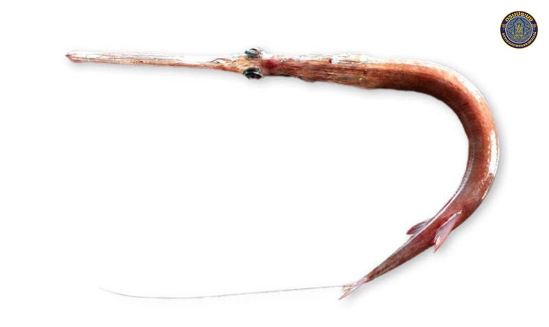 Fistularia petimba