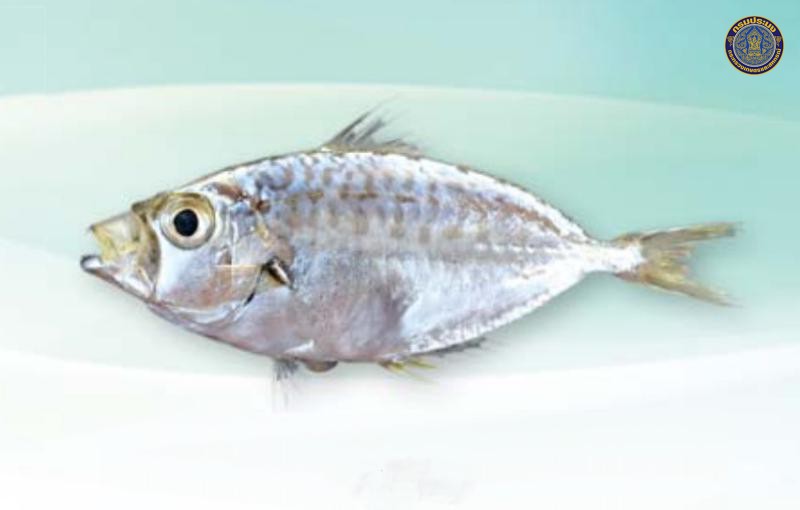 Gazza minuta
