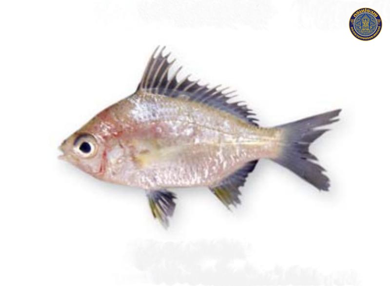 Gerres erythrourus