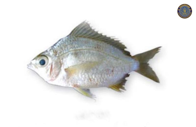 Gerres longirostris