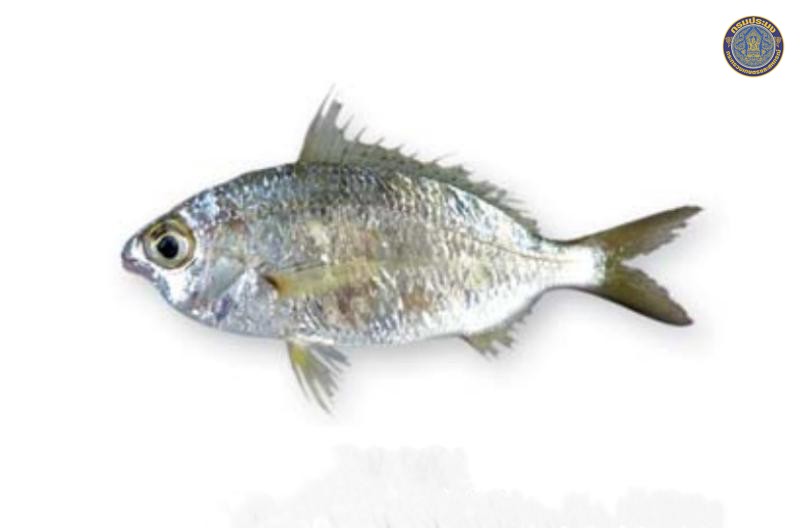Gerres macrosoma